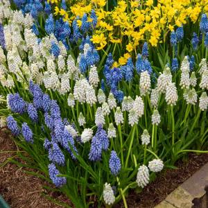 Muscari en Mélange (x40)